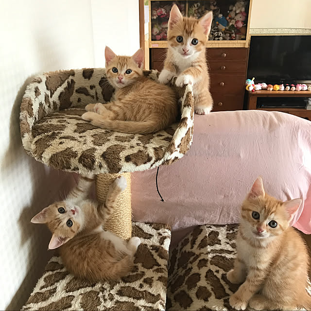 mikittyさんの部屋