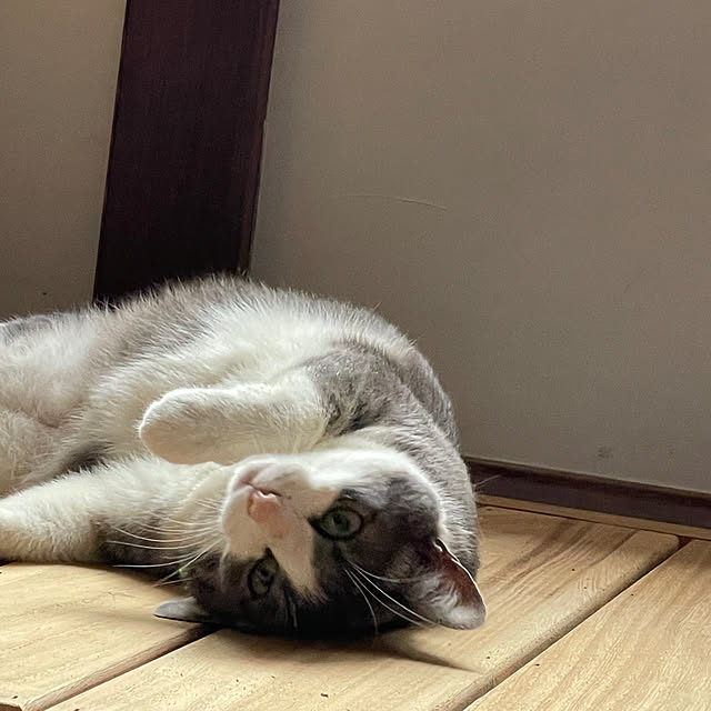 nekosamaさんの部屋