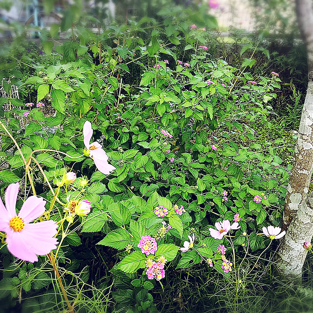 portulacaさんの実例写真