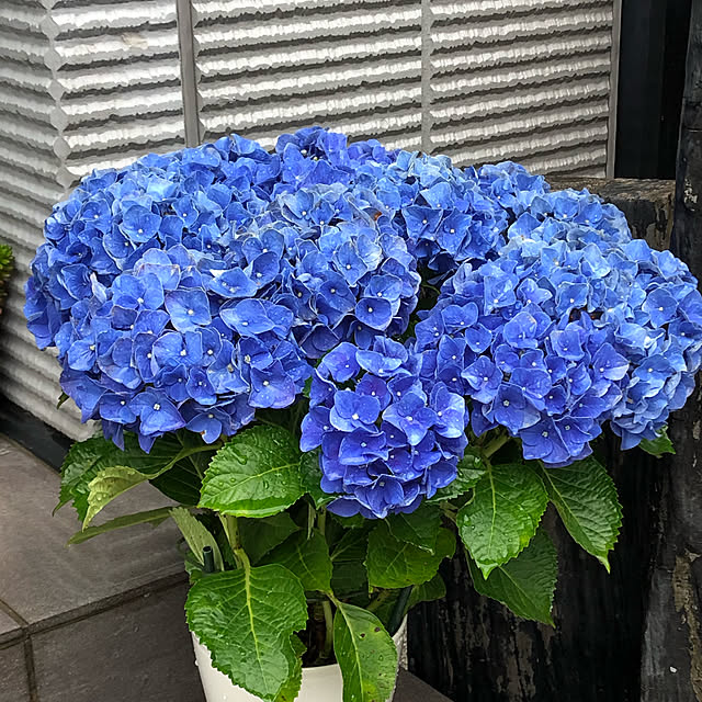紫陽花/いいね！ありがとうございます（╹◡╹）/毎日、少しずつ少しずつ/観葉植物/玄関/入り口のインテリア実例 - 2020-06-18 07:57:40