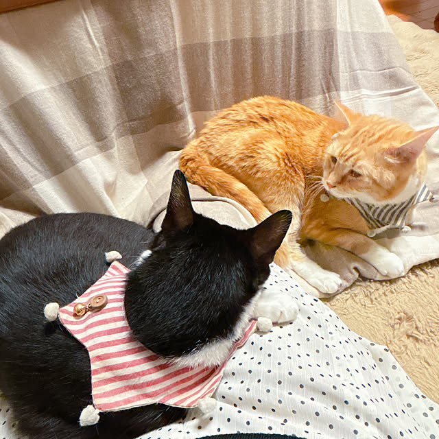 moolさんの実例写真