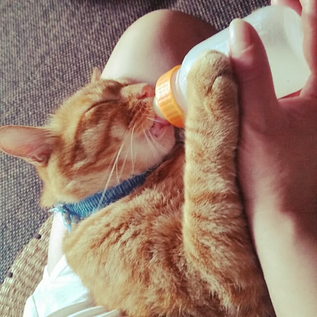 Anmituさんの実例写真