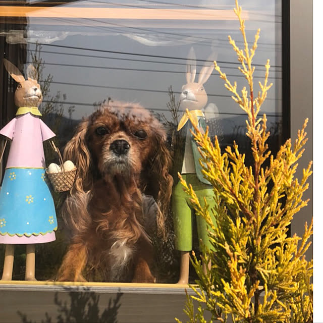 juncocoさんの実例写真