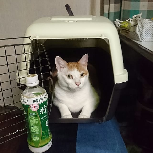 porinさんの実例写真