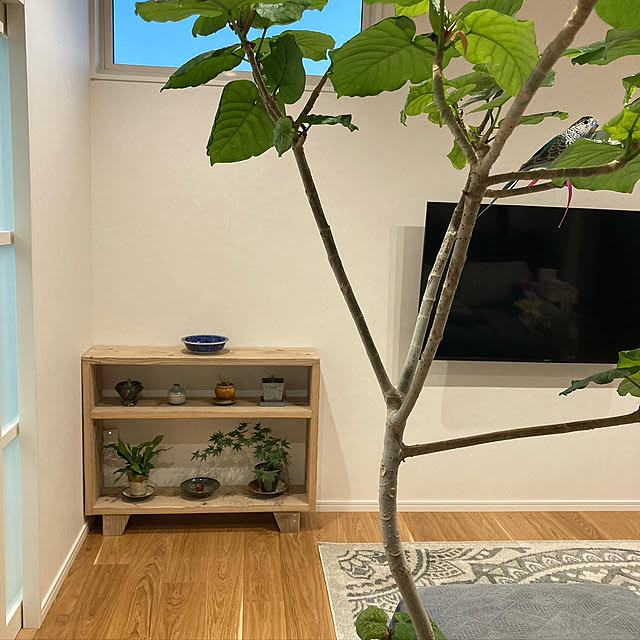 観葉植物/雑貨/棚のインテリア実例 - 2022-08-19 22:43:11