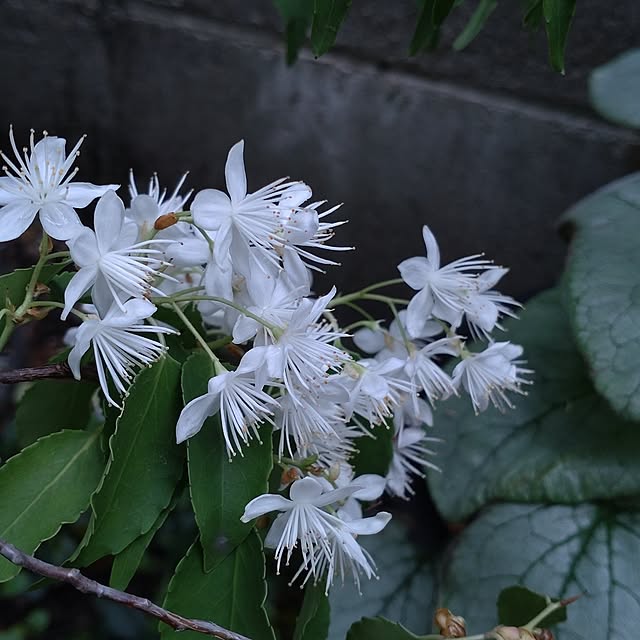 sakurayamaさんの部屋