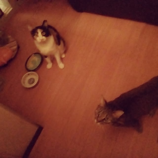 catloveさんの部屋