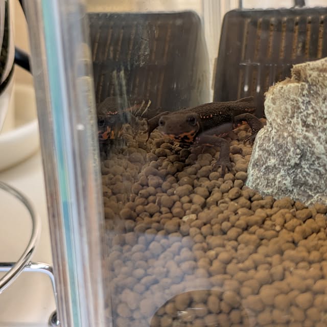 lonlonさんの部屋