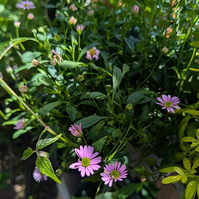 kazuさんの実例写真