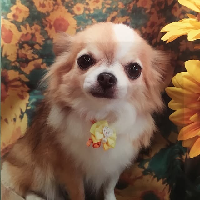 loverylapinさんの実例写真