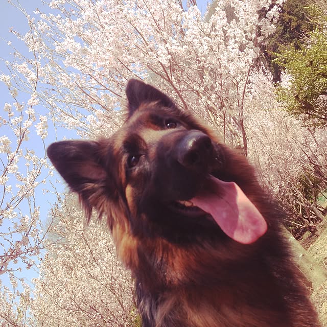 YukAさんの実例写真