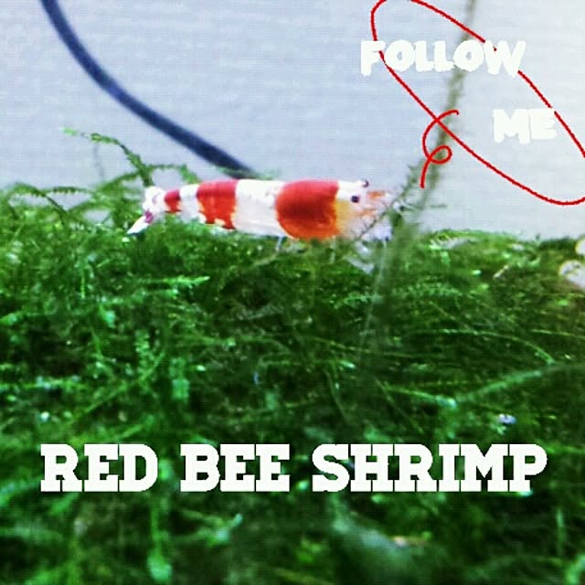 Little-Bambiさんの実例写真