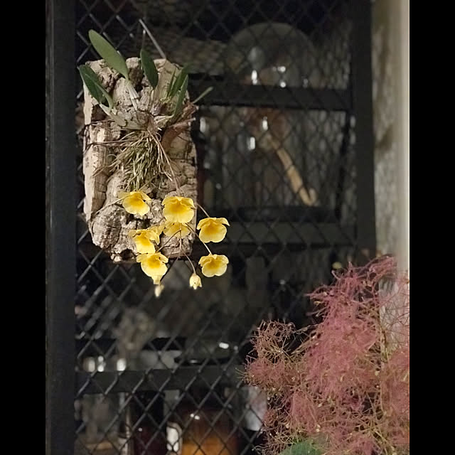 coloriさんの実例写真