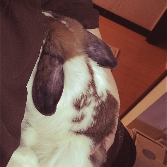 blurさんの実例写真