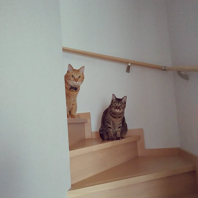 chikoさんの実例写真