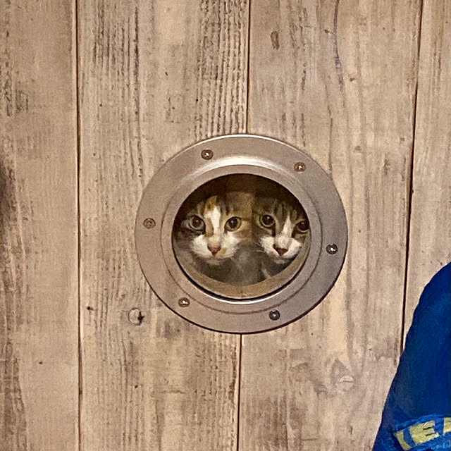 足場板ドア/ねこのいる暮らし/猫/足場板/DIY...などのインテリア実例 - 2022-07-23 20:07:30
