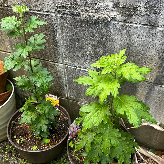 fumikoiさんの部屋