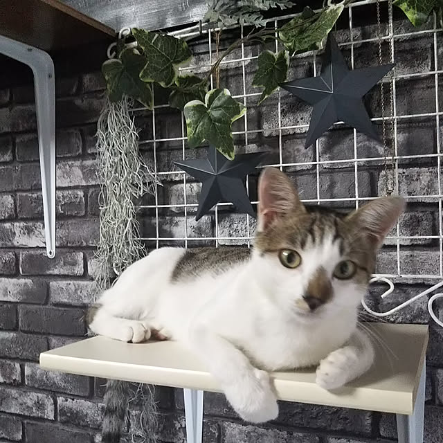 me_ta_815さんの実例写真