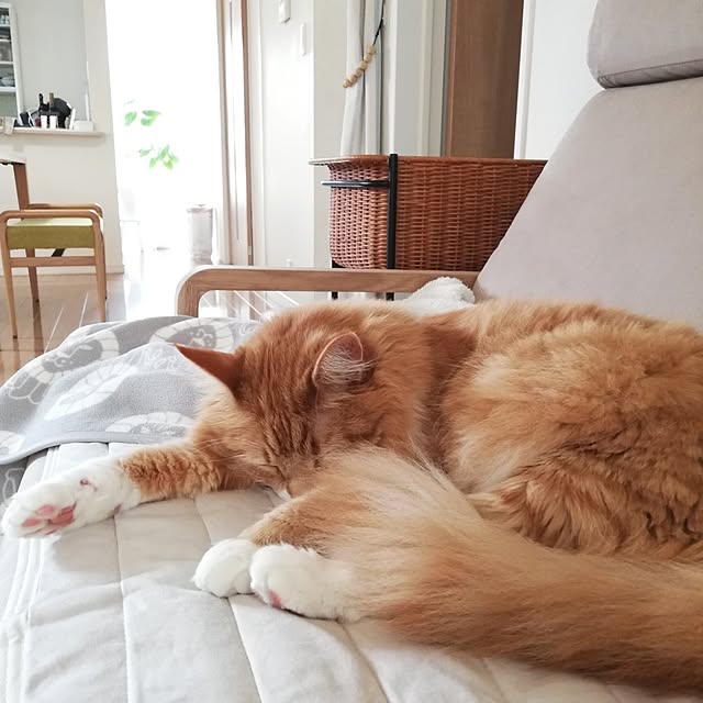 pinokoさんの実例写真