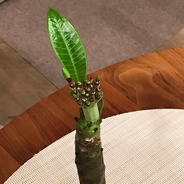 houenさんの部屋