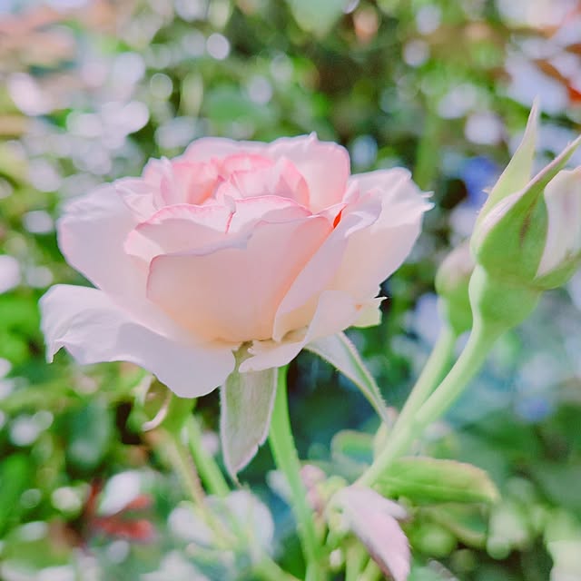 surviveさんの部屋