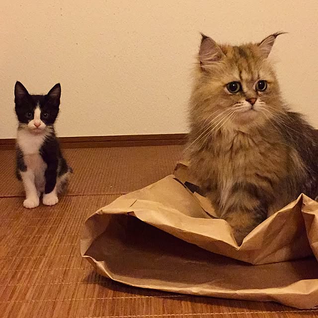 butachanさんの実例写真