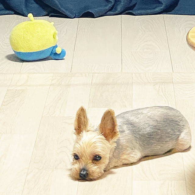 ohanaさんの実例写真