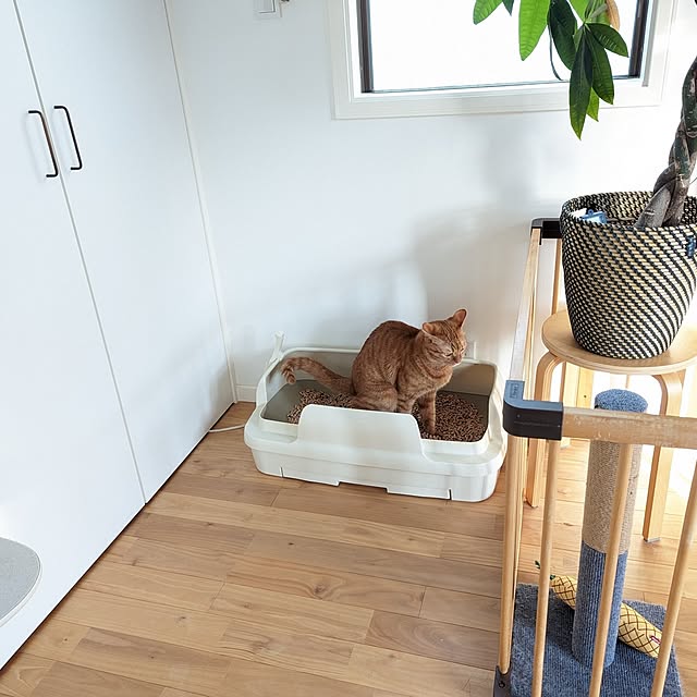 poteさんの実例写真
