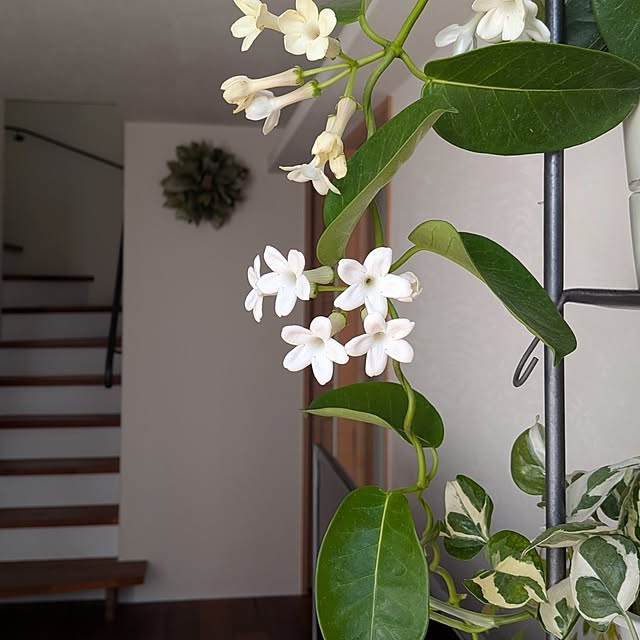 nolleyさんの実例写真