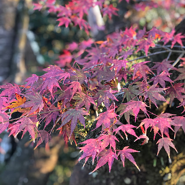 sakakenさんの実例写真