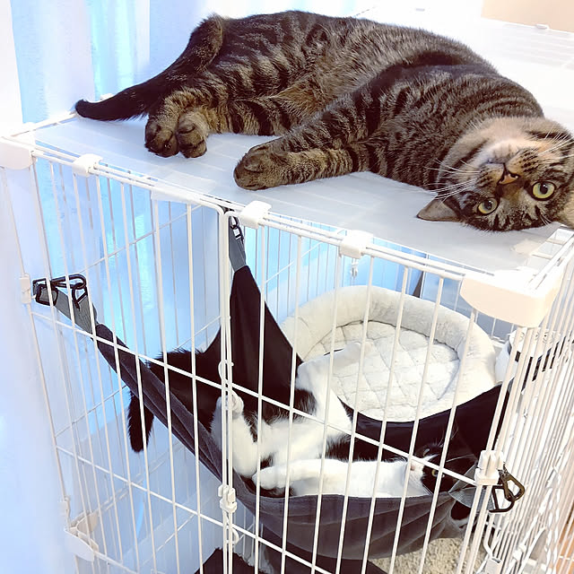 hihaさんの実例写真