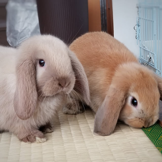 kominka_Lifeさんの実例写真