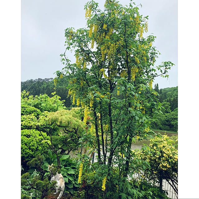 CoCo0617さんの実例写真