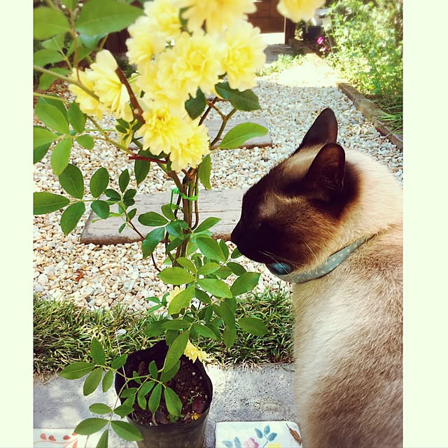 mintcatさんの実例写真