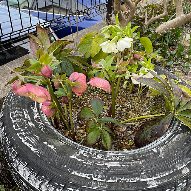 kikiさんの実例写真