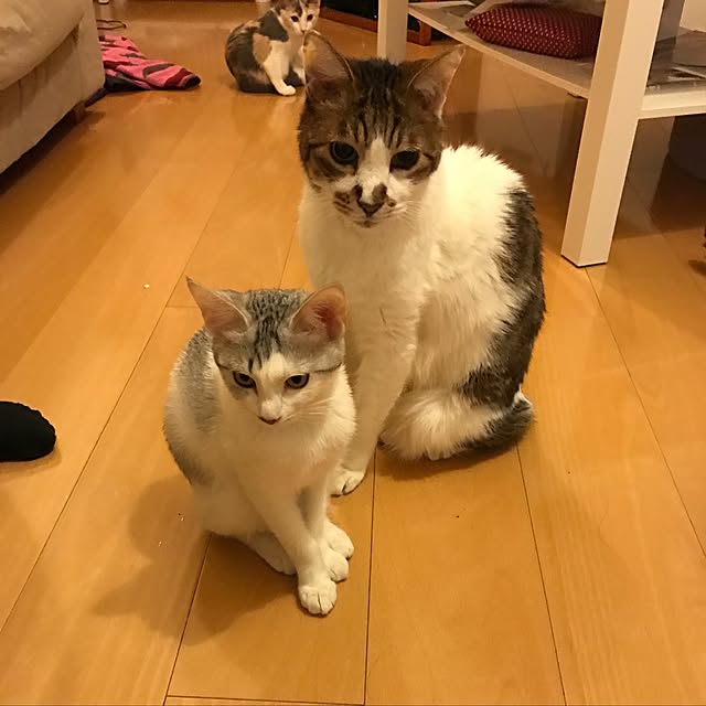 mi-mi-373さんの実例写真