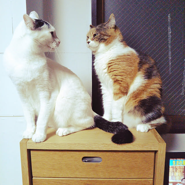 yukieさんの実例写真