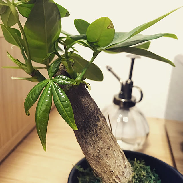 Shimaryさんの実例写真