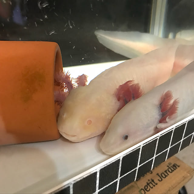 実例写真