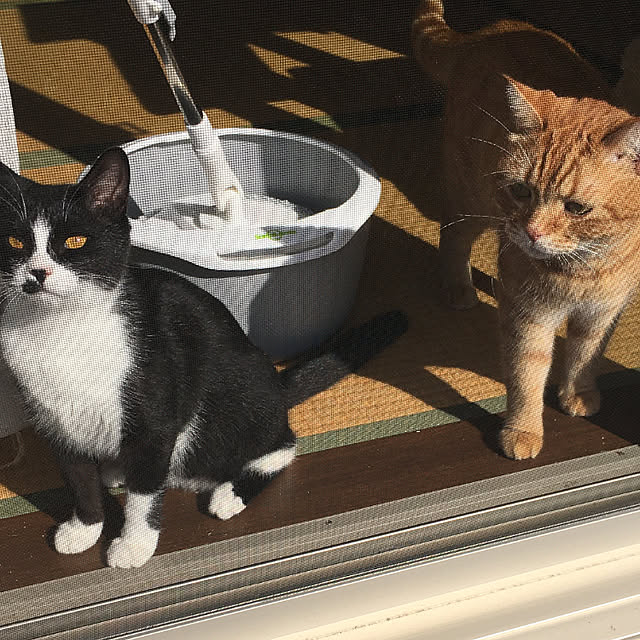 nekoさんの実例写真