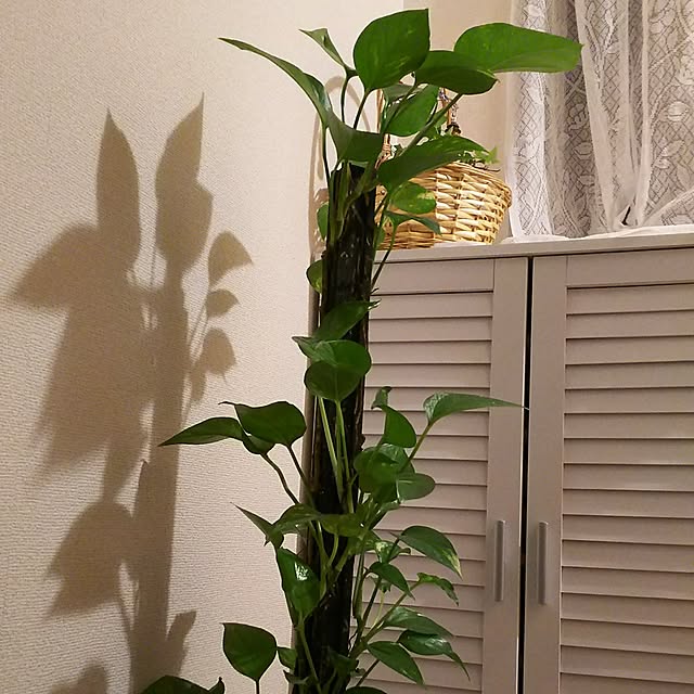 mmpoohさんの実例写真