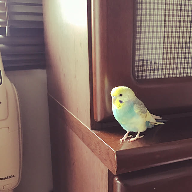 Unokiさんの実例写真