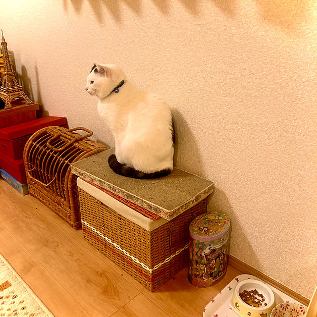 猫です/リビングのインテリア実例 - 2020-04-07 17:27:52