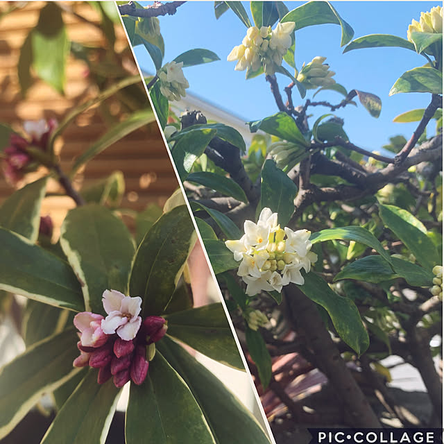 yukarin-gardenさんの実例写真