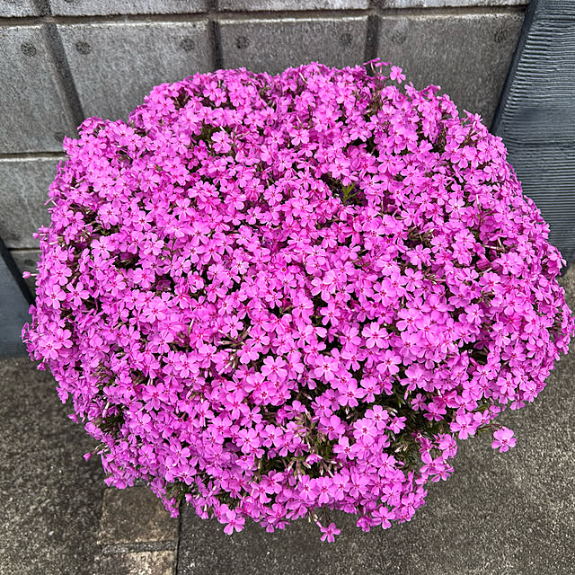 kuroさんの実例写真