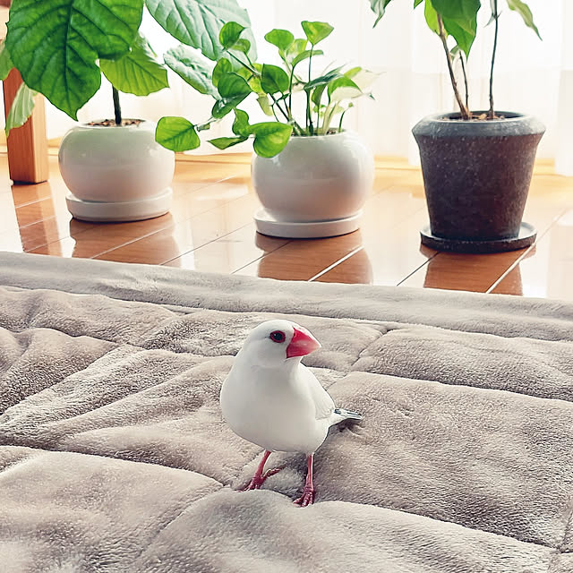 ayaさんの実例写真