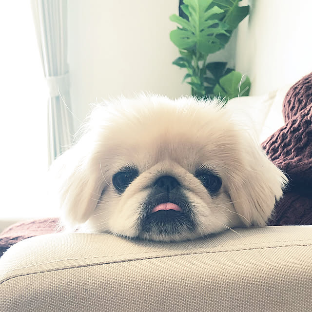 chi.さんの実例写真