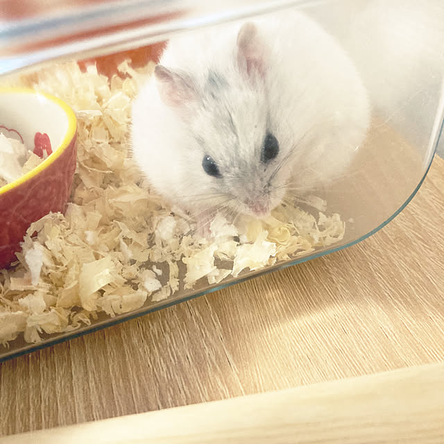 ha_koさんの実例写真