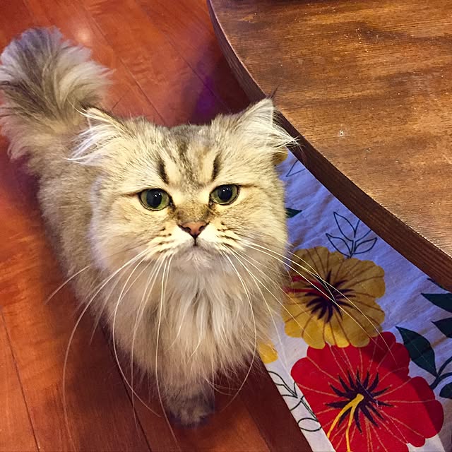 butachanさんの実例写真
