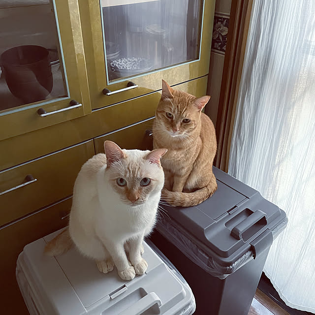himetanさんの実例写真